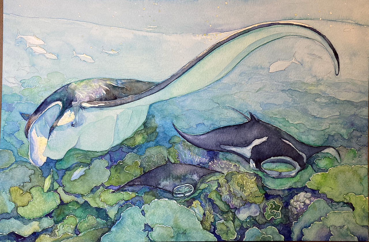 濒危动物系列水彩插画——蝠鲼