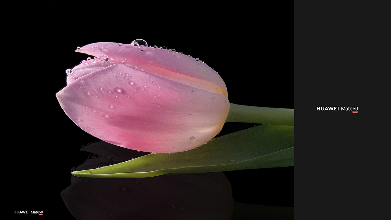 HUAWEI Mate60长焦微距拍摄