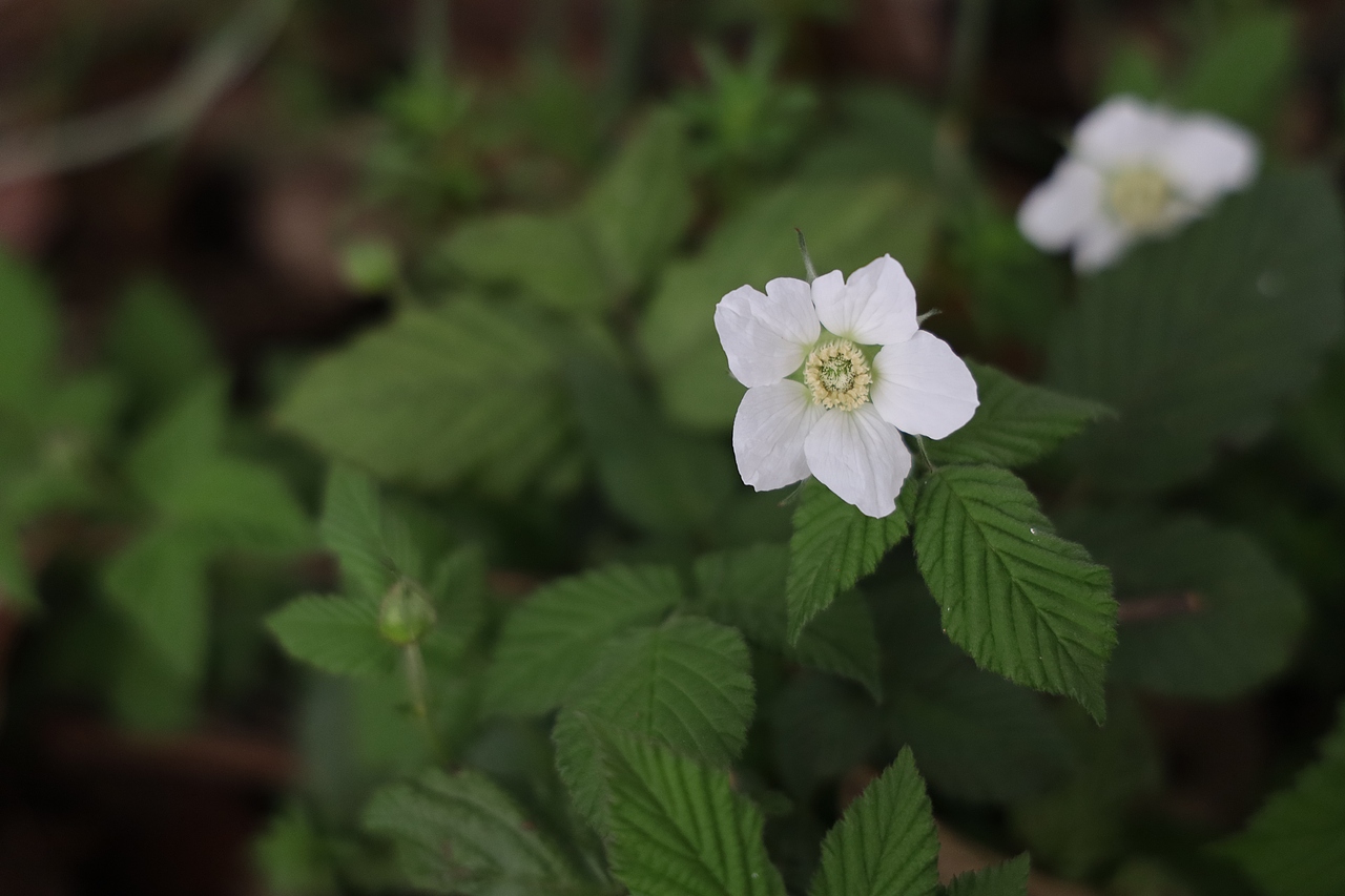 青植（图ZMzA0NDU0MjIw） - 风光摄影 - 站酷设计师商陆2334原创素材 - 站酷ZCOOL