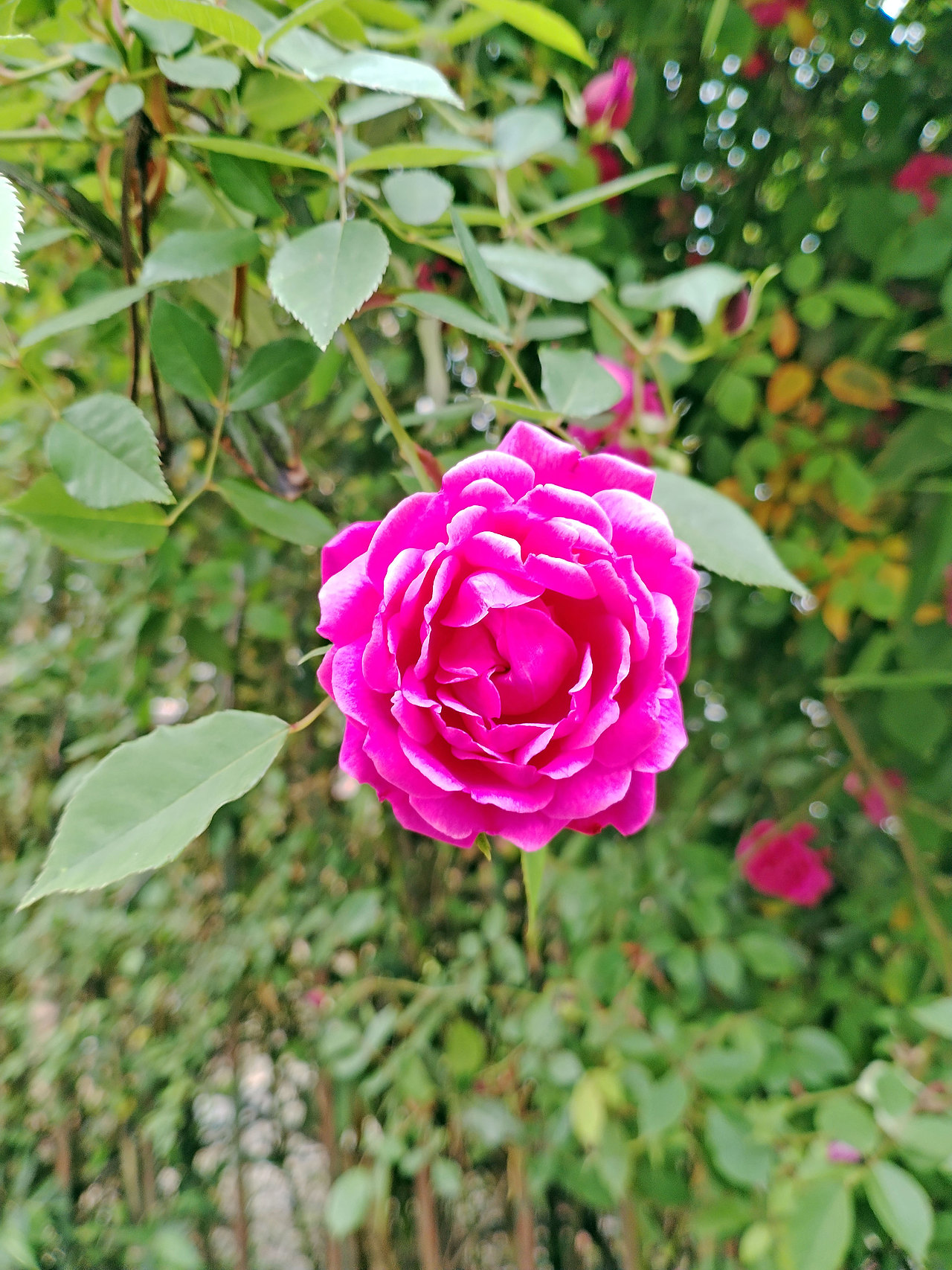 随手拍 | 申城街头处处春暖花开