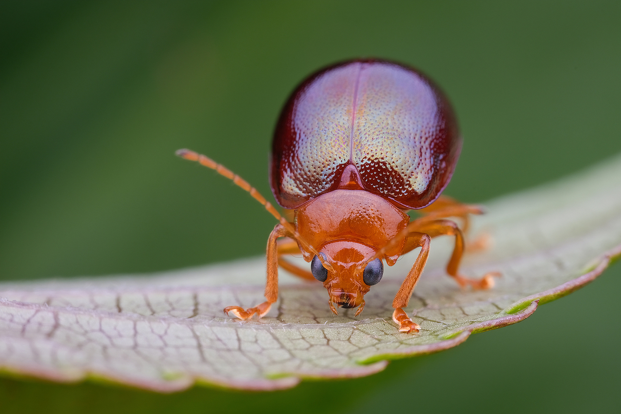 记录大自然的生息-瓜哥微观之旅