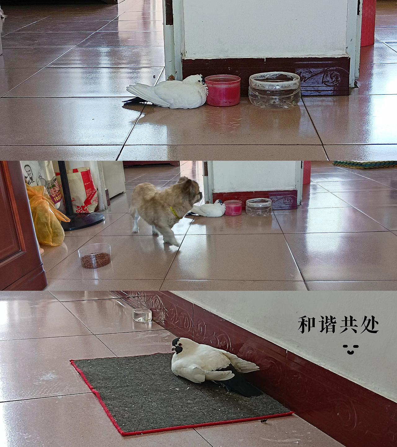 和平相处（图ZMzEyNzc3NTA4） - 宠物摄影 - 站酷设计师正能量设计师原创素材 - 站酷ZCOOL