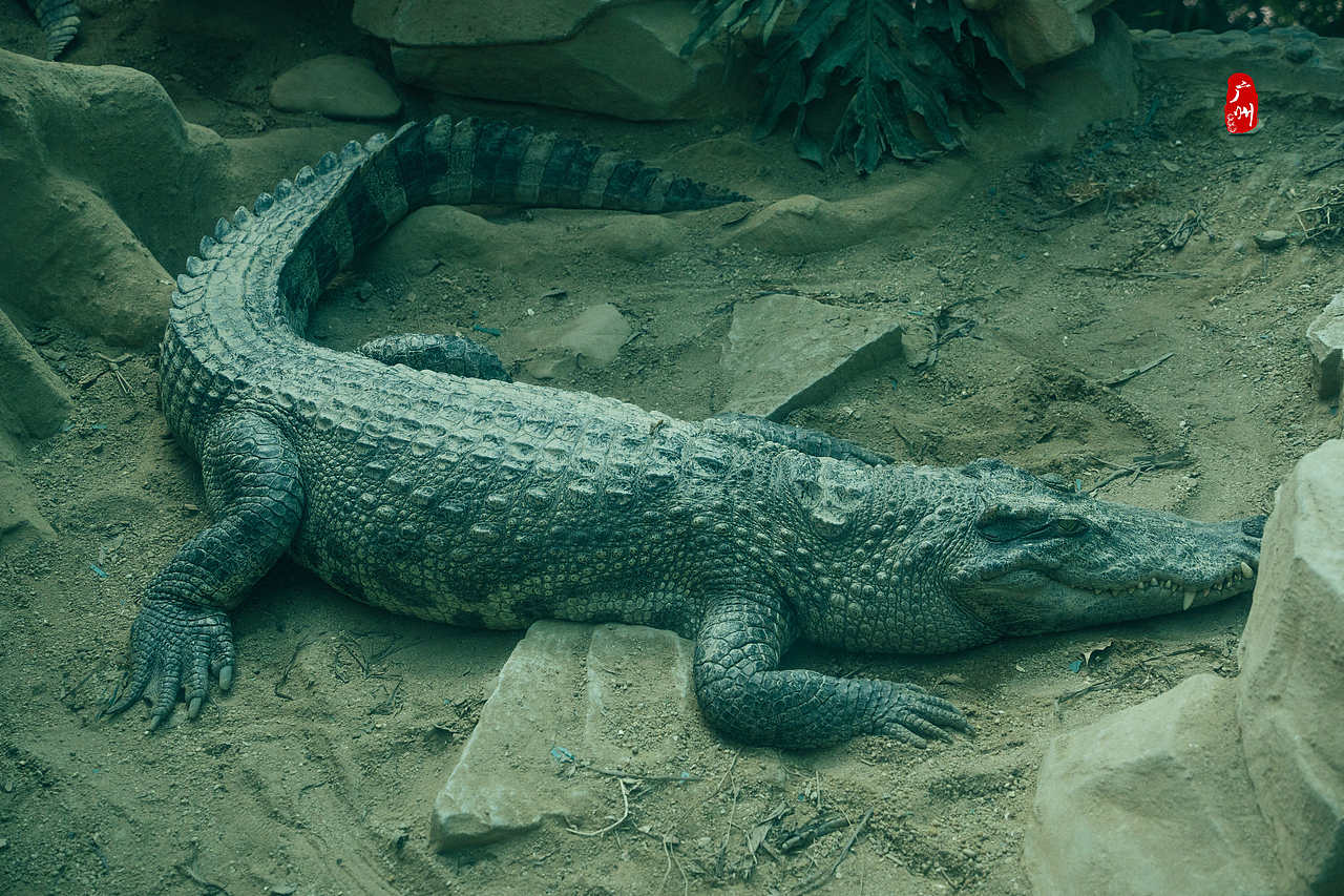 随手拍·广州动物园(水栖类)