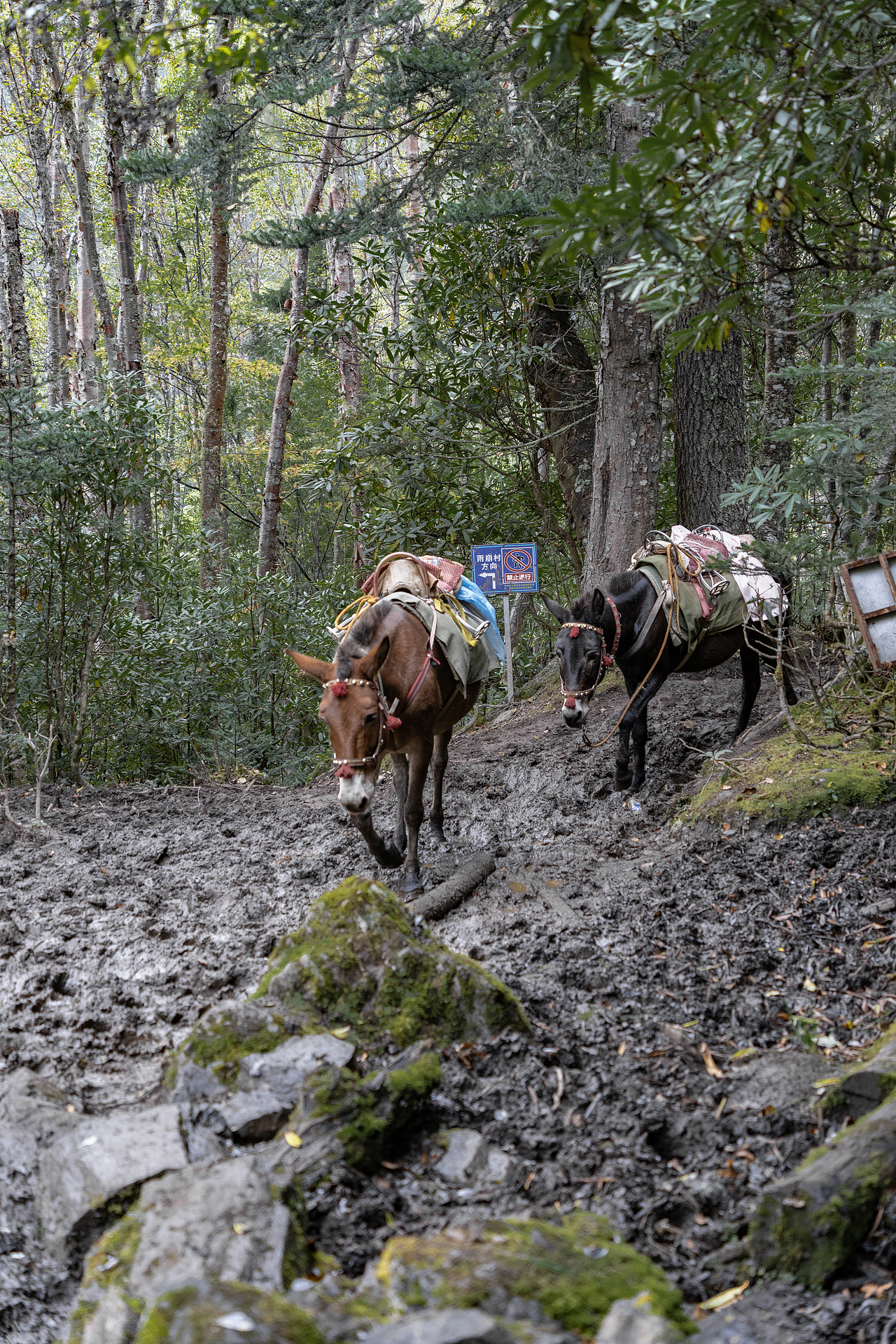 骡子很可爱 一直走在前面的“老大哥”会突然向超越了它的“小弟”发怒 问了下我雇佣的骡子大哥 也有10岁了 算老龄了