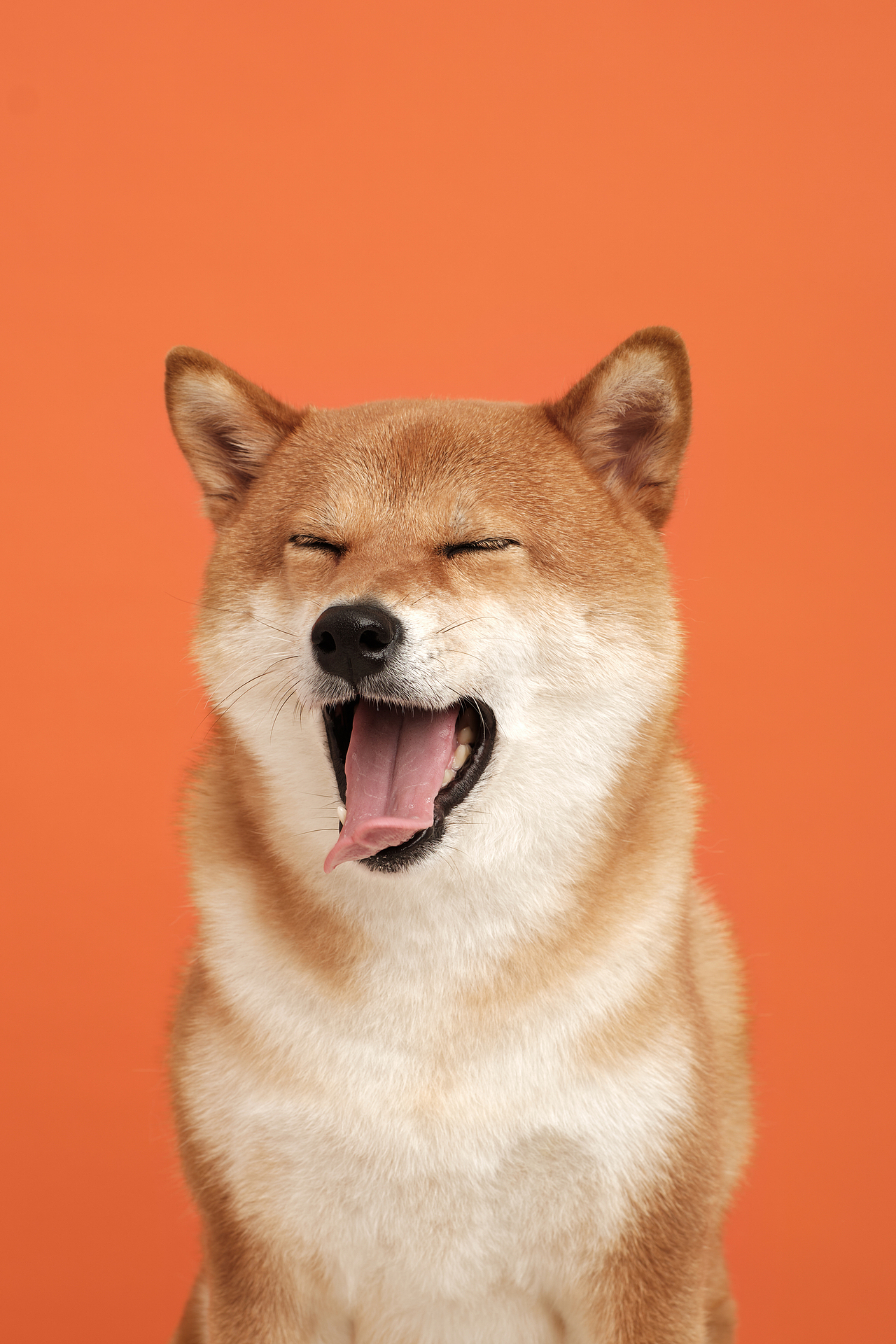 柴犬波波的彩色大头照（图ZMzE1NjQ0NTI4） - 宠物摄影 - 站酷设计师唐48原创素材 - 站酷ZCOOL
