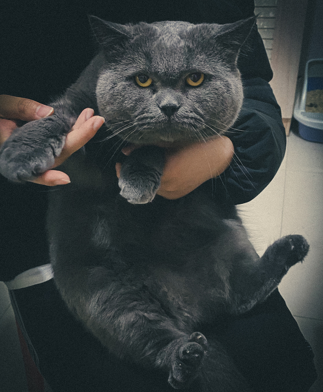 肥猫来啦!!!