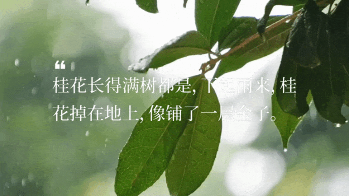 果酒包装设计|桂花酒橙子酒包装设计