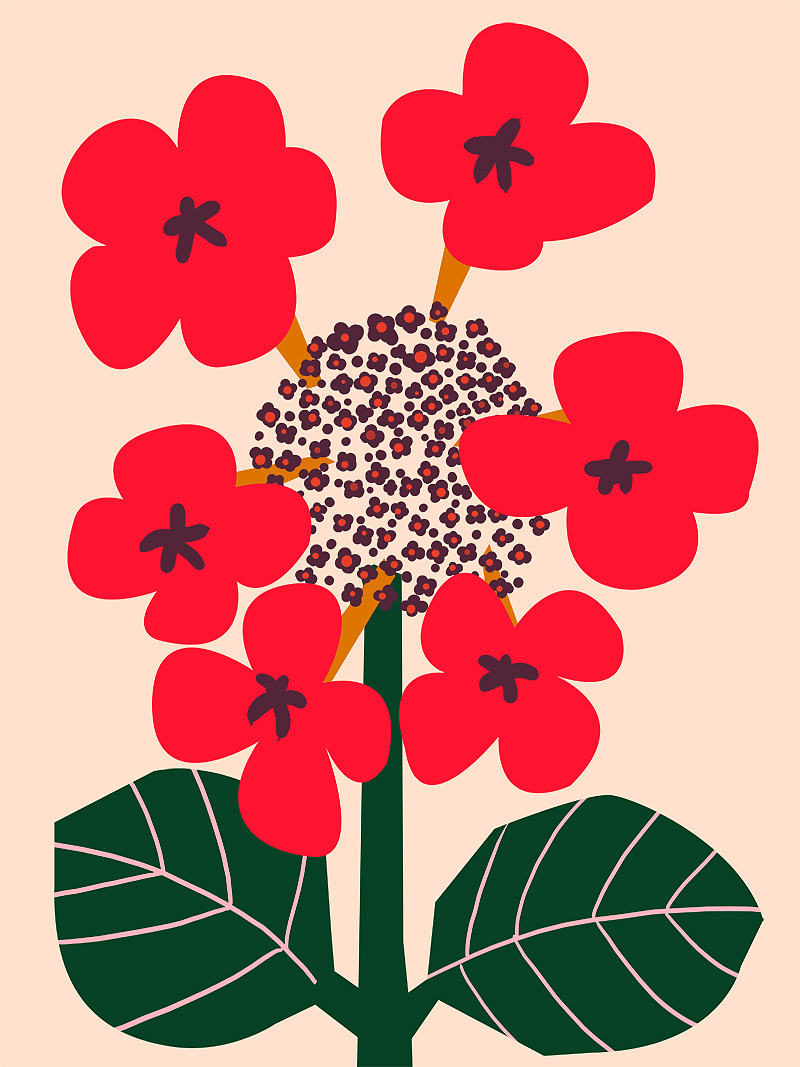 花卉插画设计 一株植物花朵绘画 装饰画  挂画