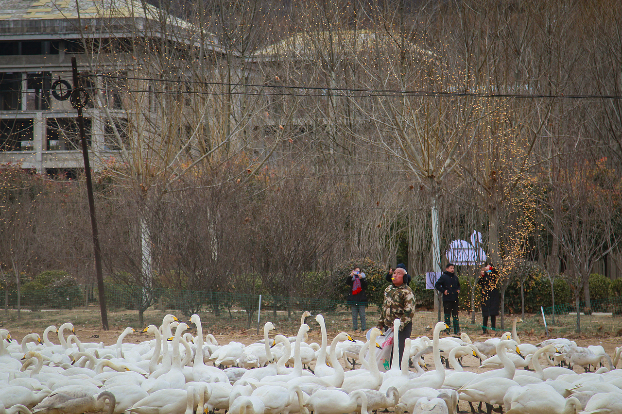 白天鹅（图ZMzYxNzg1Mjg4） - 风光摄影 - 站酷设计师HJK去缺氧的拉萨原创素材 - 站酷ZCOOL