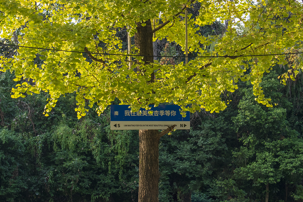 迟到的晚秋（图ZMzI3MTc2NDMy） - 风光摄影 - 站酷设计师Z425597795原创素材 - 站酷ZCOOL