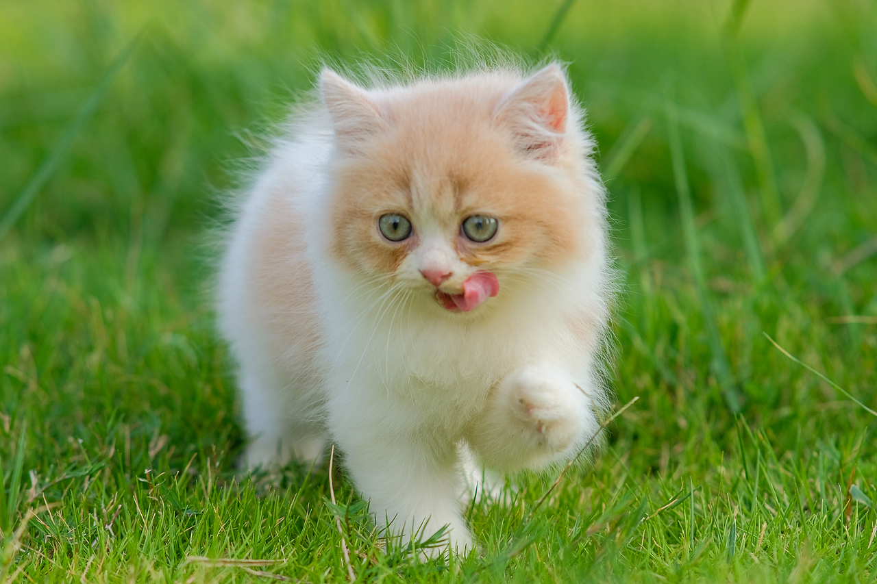 奶白高地猫