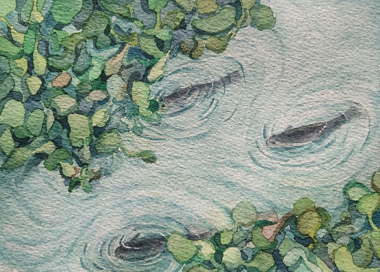 水葫芦下的世界