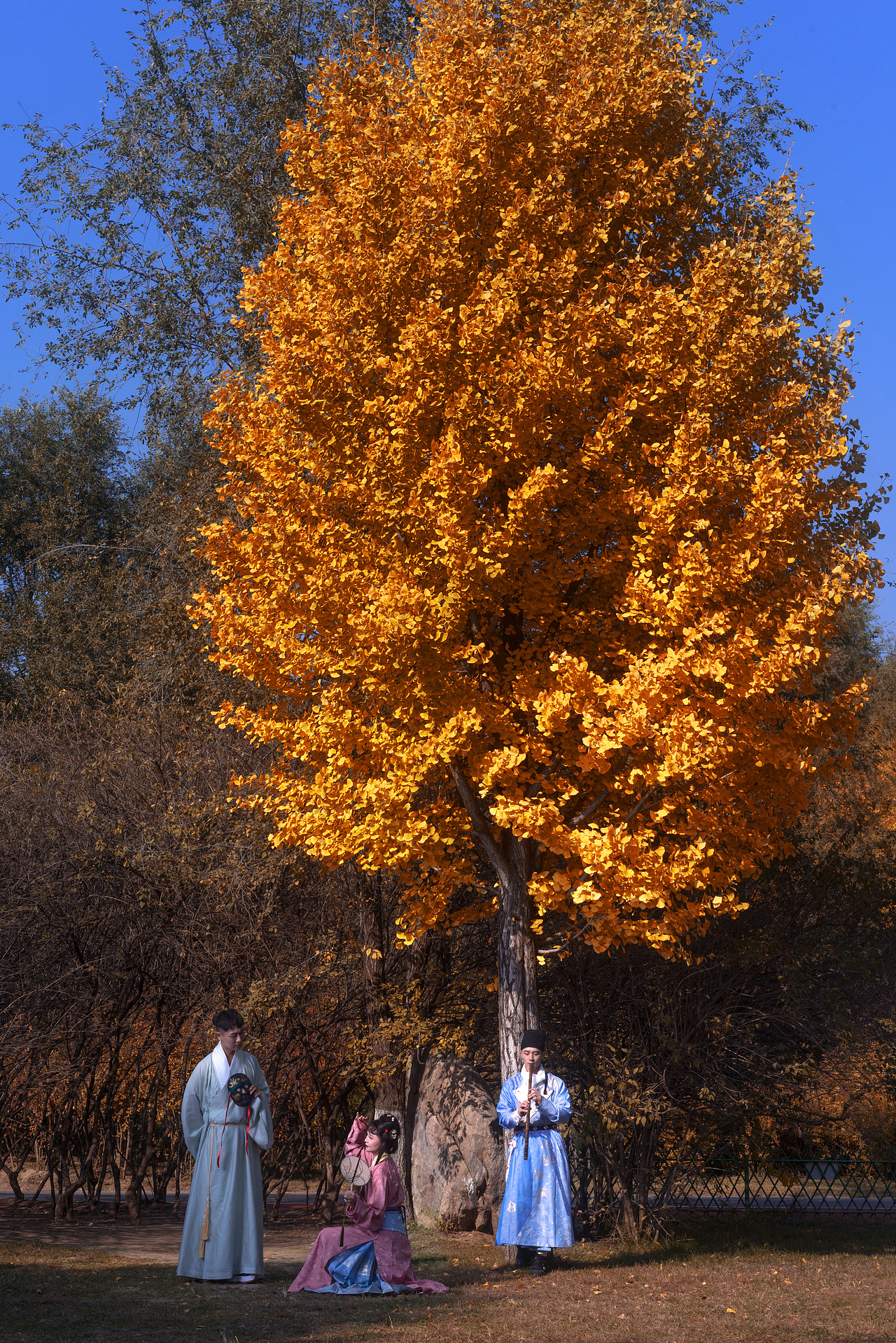 晚秋奥森银杏林的时空邂逅