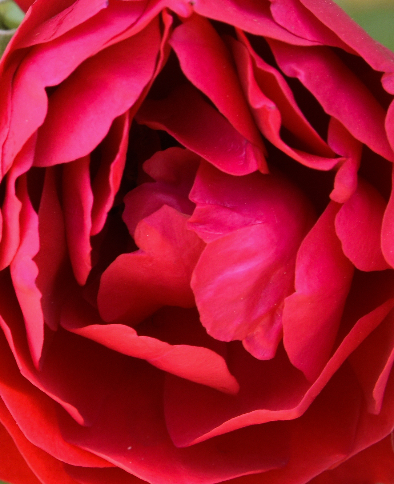 只开了几朵的红蔷薇，品种未知。