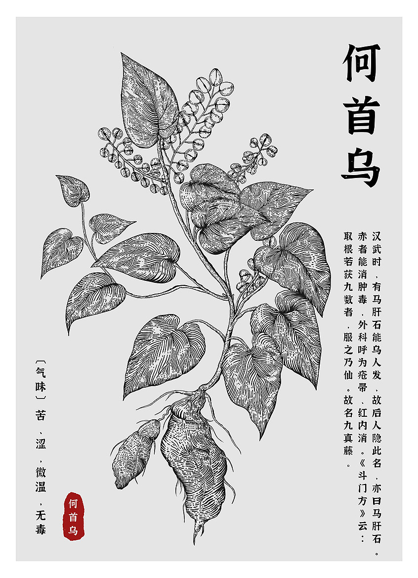 中草药系列插画｜三七｜金银花｜枸杞｜何首乌（图ZMzY1NTY5MDgw） - 创作习作 - 站酷设计师大桂DAGUI原创素材 - 站酷ZCOOL