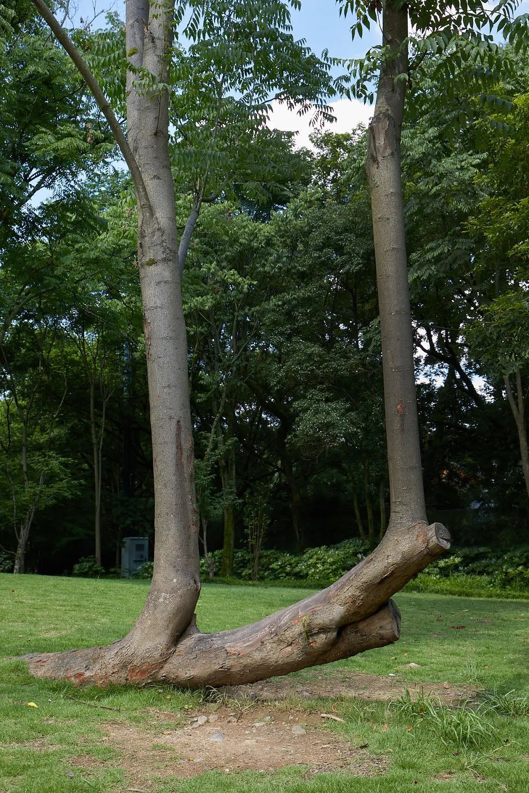 adidas original adidas neo deepblue