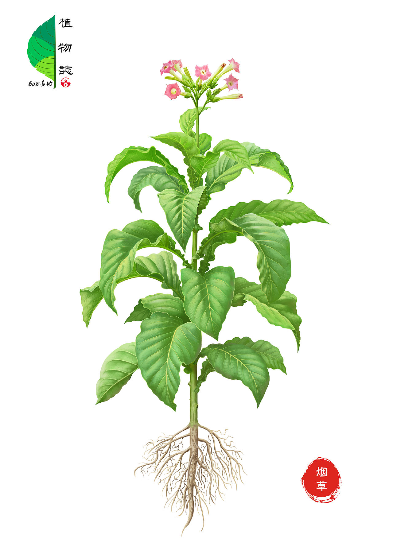 植物图鉴~商业插画（图ZMzM2NjMzMjc2） - 商业插画 - 站酷设计师608美术原创素材 - 站酷ZCOOL