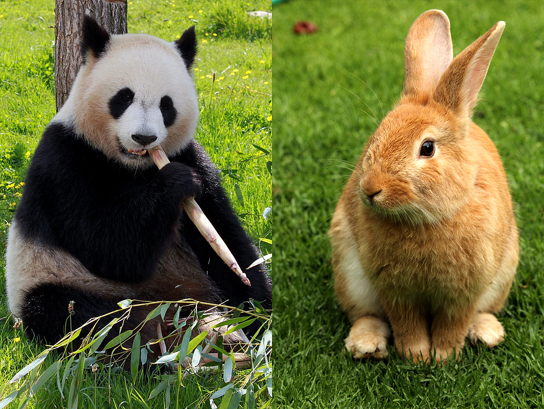 据传,兔头的历史可以追溯到唐朝,在唐朝,成都地区出现了一种名为“啃兔头”的风俗,后来逐渐演变成了今天的兔头。所以,兔子于成都而言,是极其独特的存在。兔子简单易懂,也代表着成都小吃的地域特色认知,更容易被记住并传播,兔子成为了叁官堂品牌IP的首选。