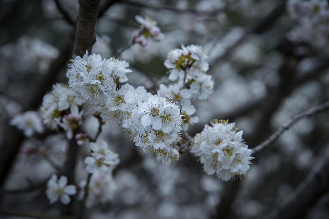 梨花开（图ZMzMwNDIyNzAw） - 风光摄影 - 站酷设计师阿雪啦原创素材 - 站酷ZCOOL