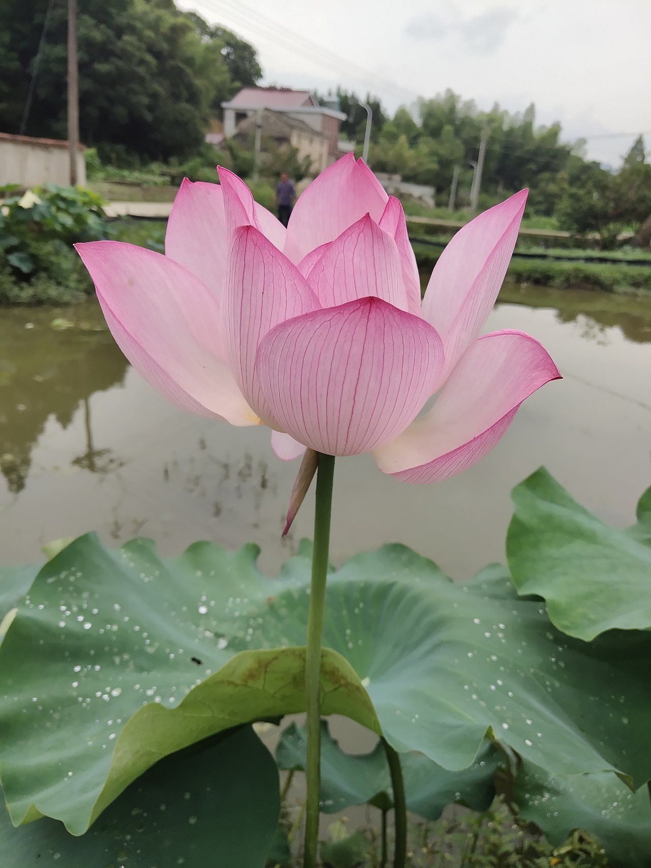 随拍（图ZMzIwOTA1OTQ4） - 风光摄影 - 站酷设计师小芒果逗原创素材 - 站酷ZCOOL