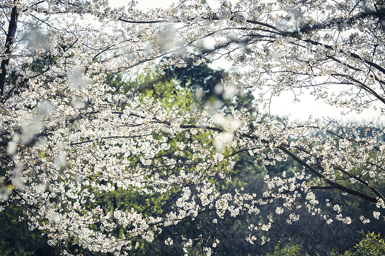 城郊樱花。其一