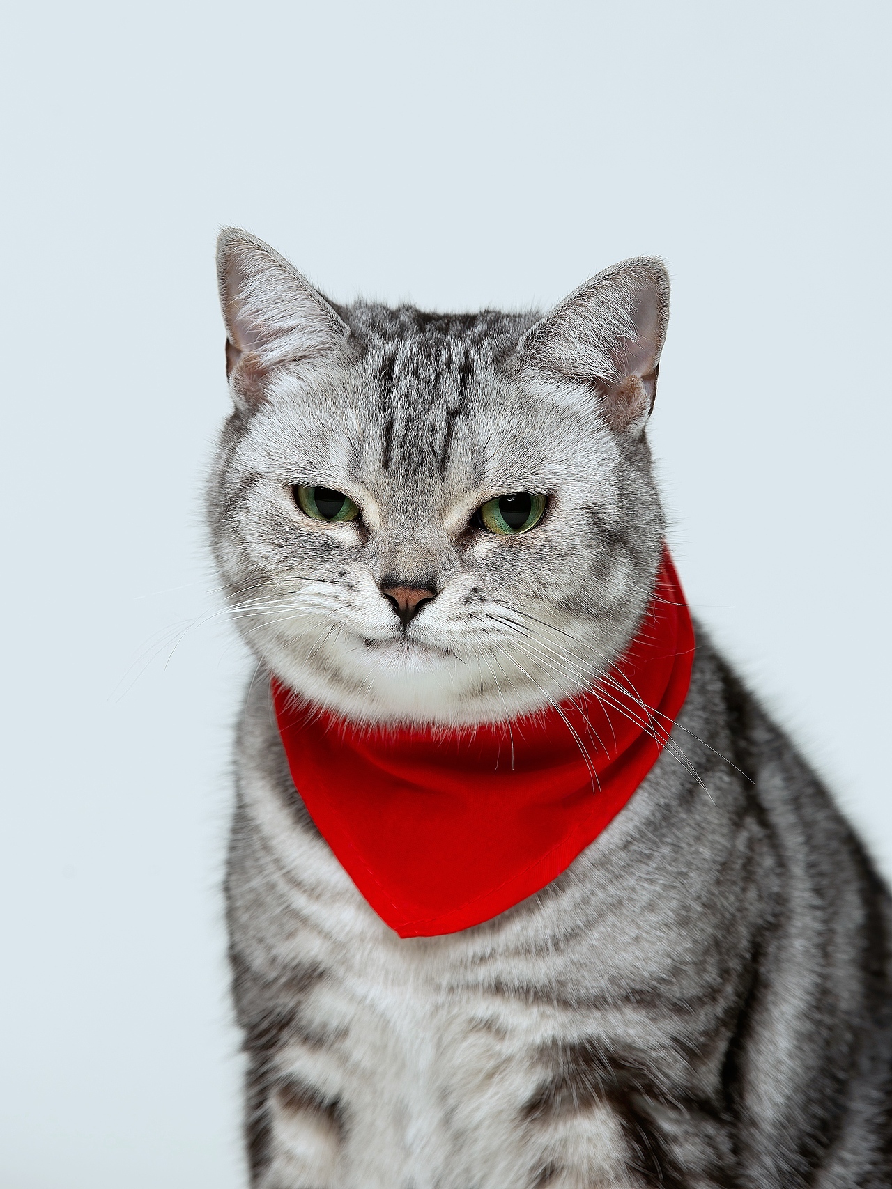 【宠物摄影】一些小猫咪