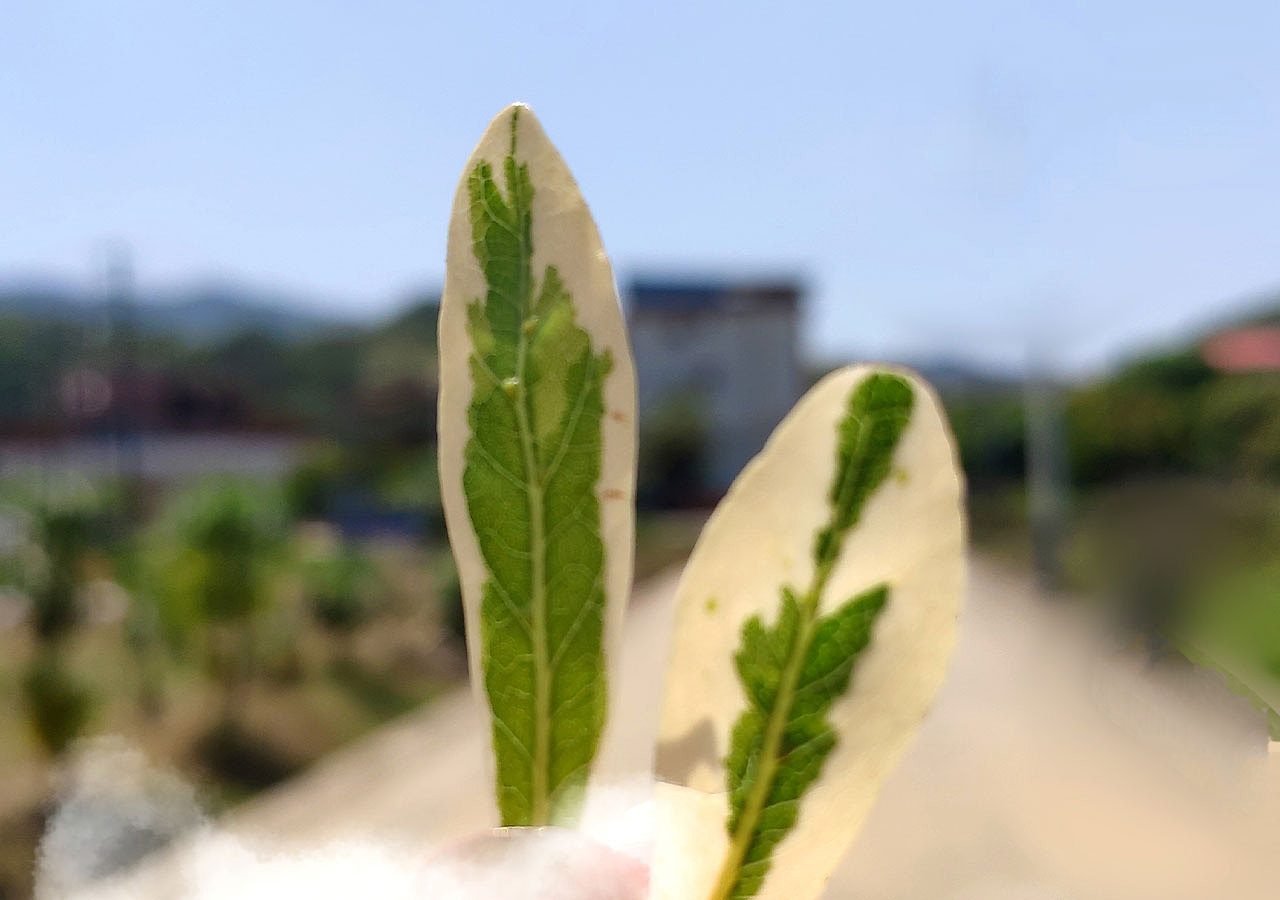 两片叶子（图ZMjk2NjI5MTc2） - 创作习作 - 站酷设计师ALI栗原创素材 - 站酷ZCOOL