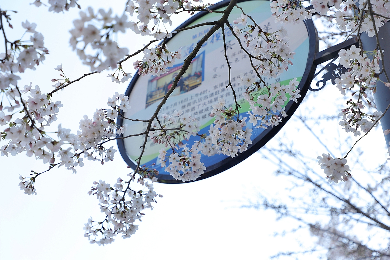 春之樱花/2023.04.02