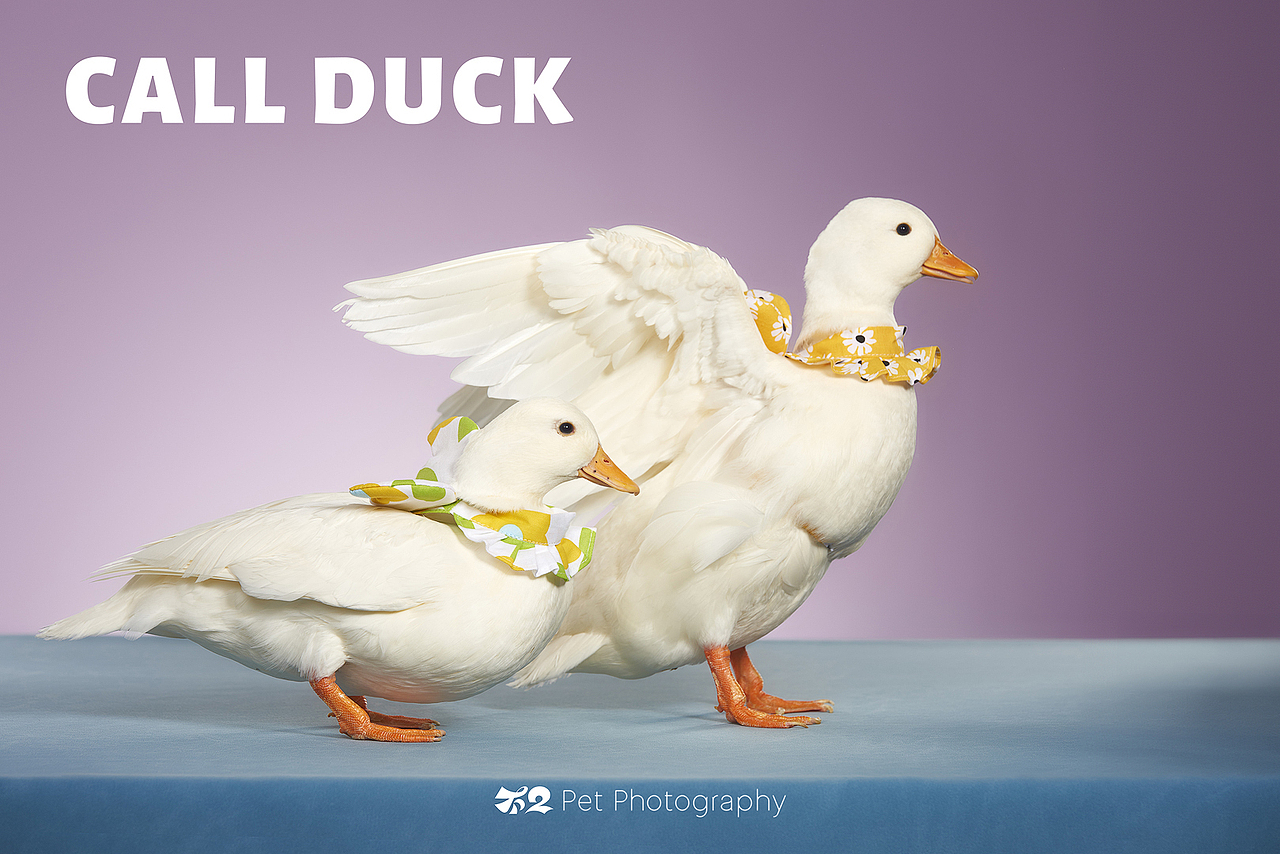 烟台美食摄影 | 萌宠 ✖ 不二造相