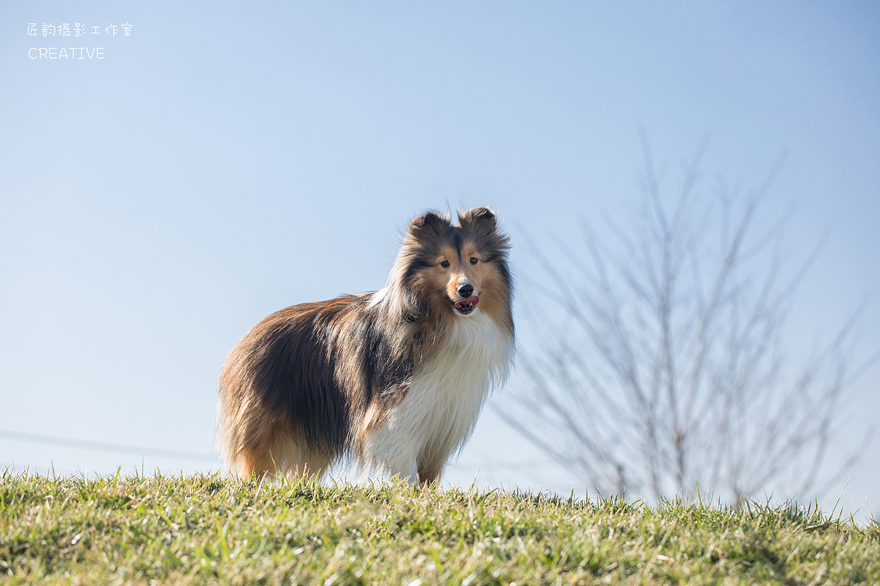 宠物摄影狗狗拍照野外踏青春天花开