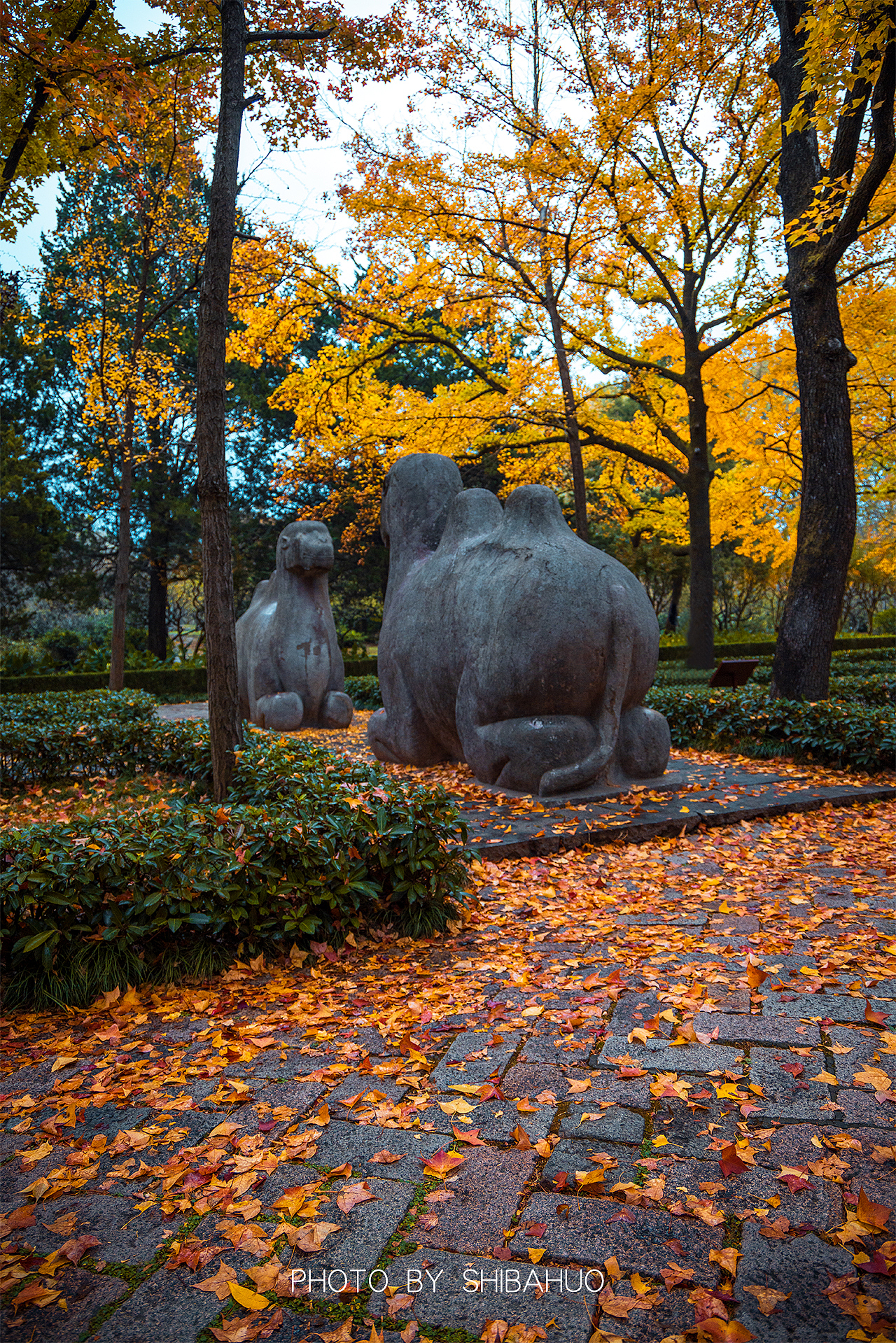秋染石象路（图ZMzIxNDI1MjE2） - 风光摄影 - 站酷设计师十把火原创素材 - 站酷ZCOOL