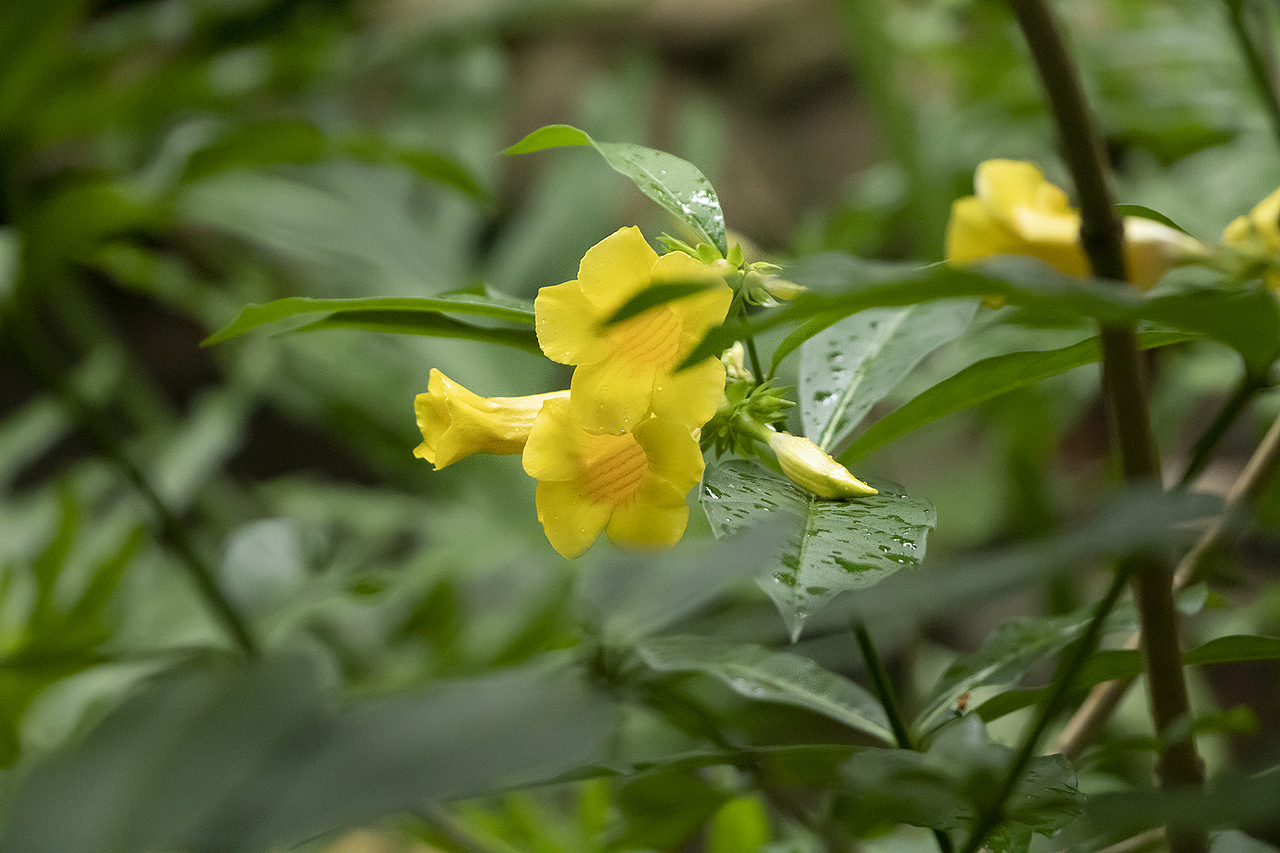 像植物一样，从小到大，再长一遍（图ZMzAwMjM4NDg0） - 风光摄影 - 站酷设计师草田叶子原创素材 - 站酷ZCOOL