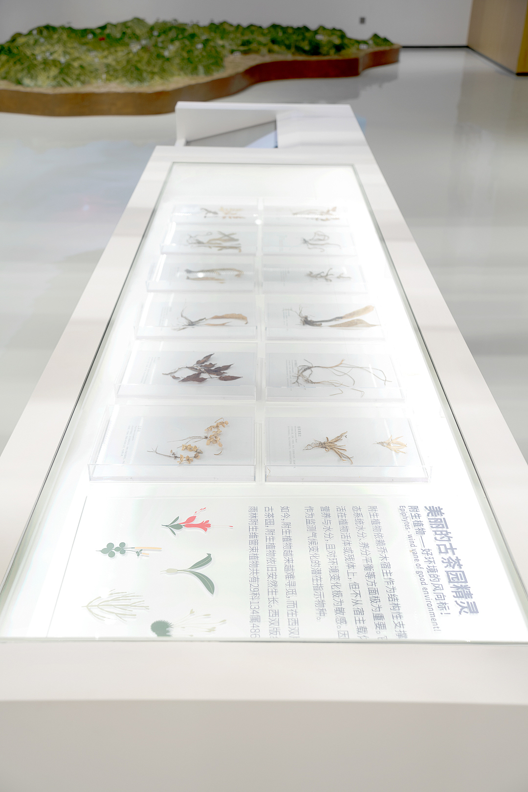 雨林古树茶展厅（图ZMzU3OTI0Mzky） - 环境/建筑摄影 - 站酷设计师摄影师康超凡原创素材 - 站酷ZCOOL