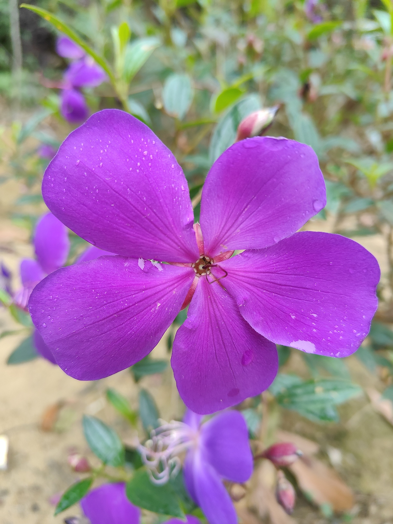 野花（图ZMjk3NTEwNDA0） - 风光摄影 - 站酷设计师L丶上邪原创素材 - 站酷ZCOOL