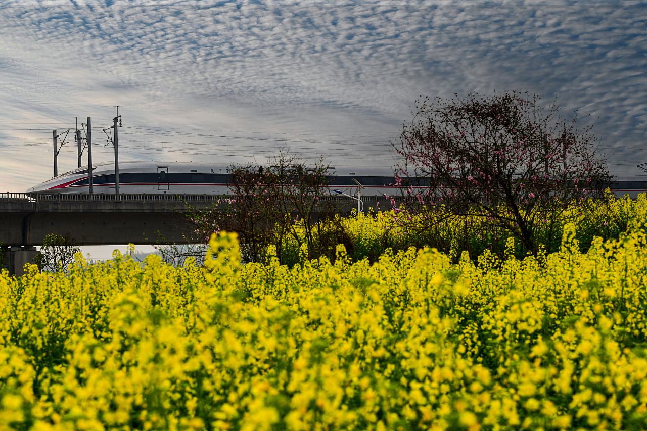 穿梭在油菜花中的高铁
