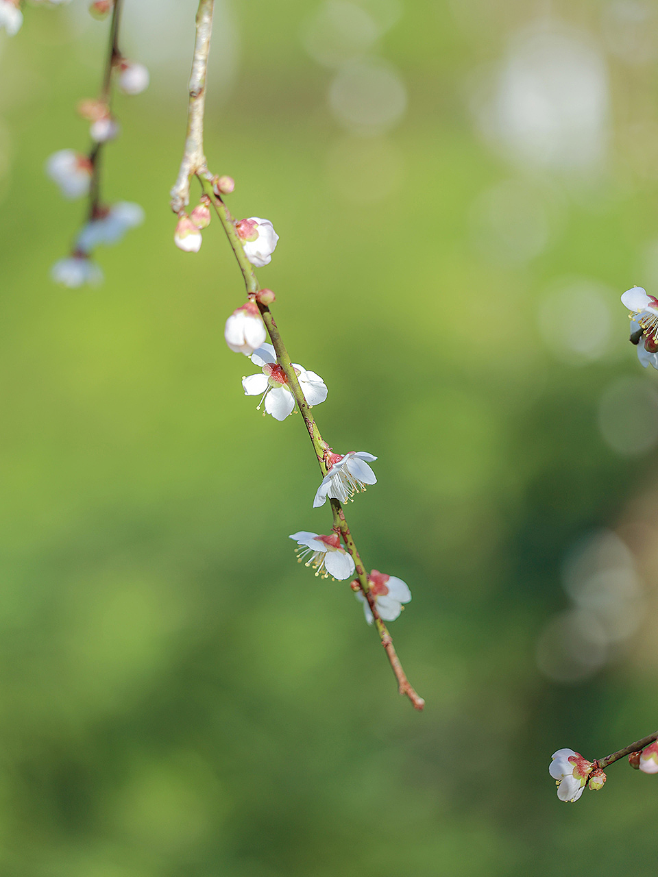 小小少女轻舞鱼灯