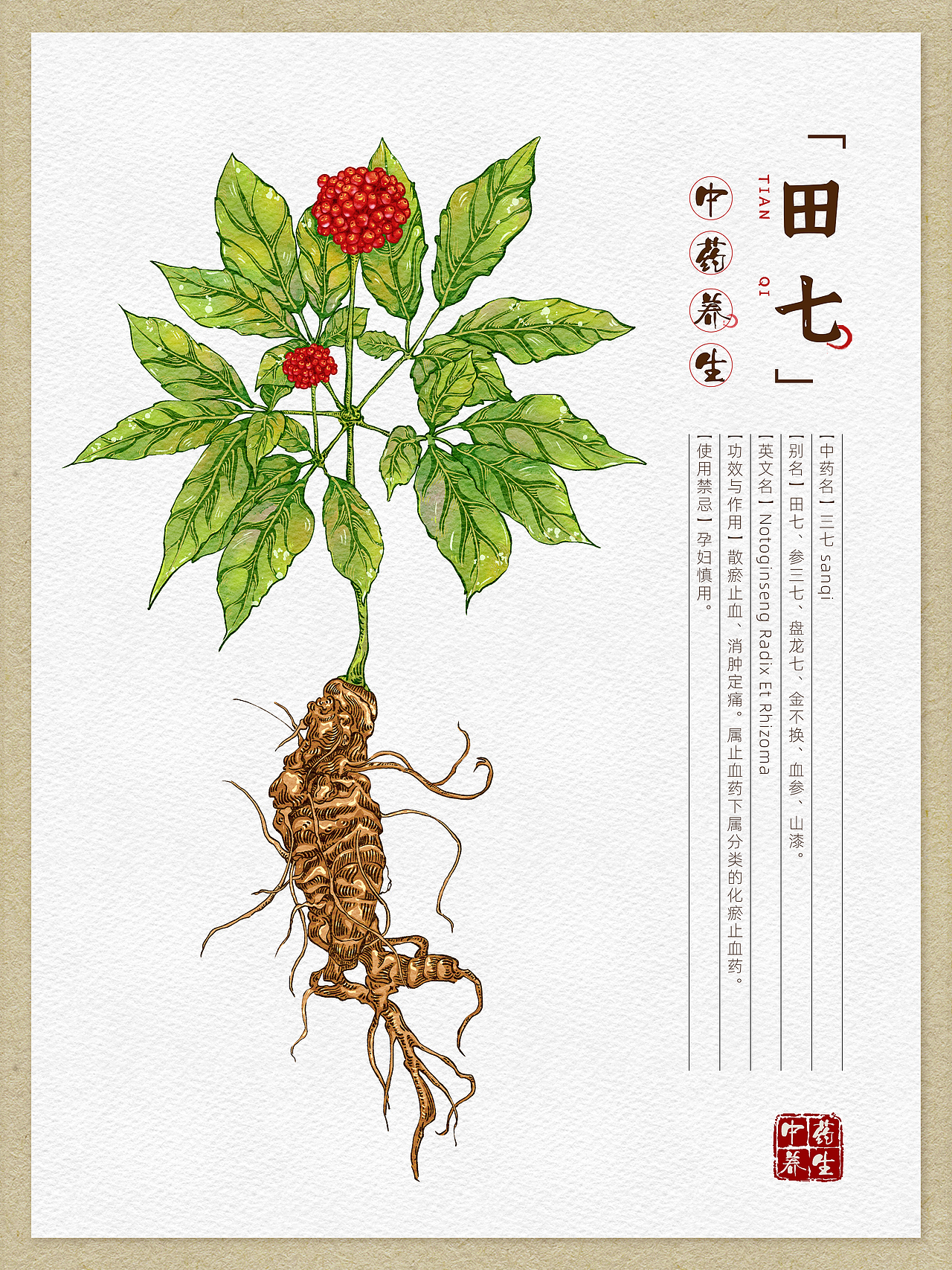本草纲目-中草药手绘插画图鉴