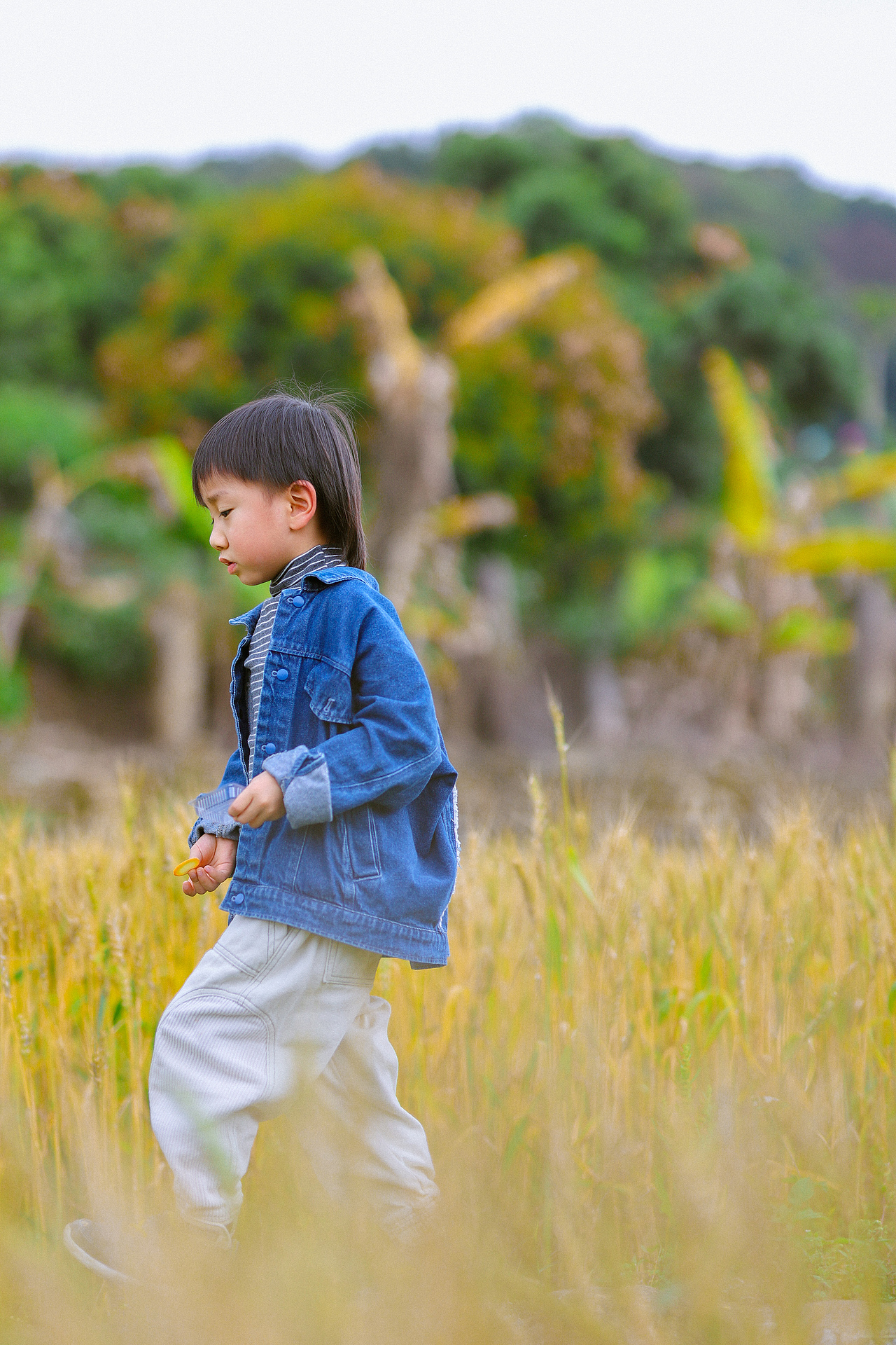 罗洞工匠小镇-金色稻田(上)