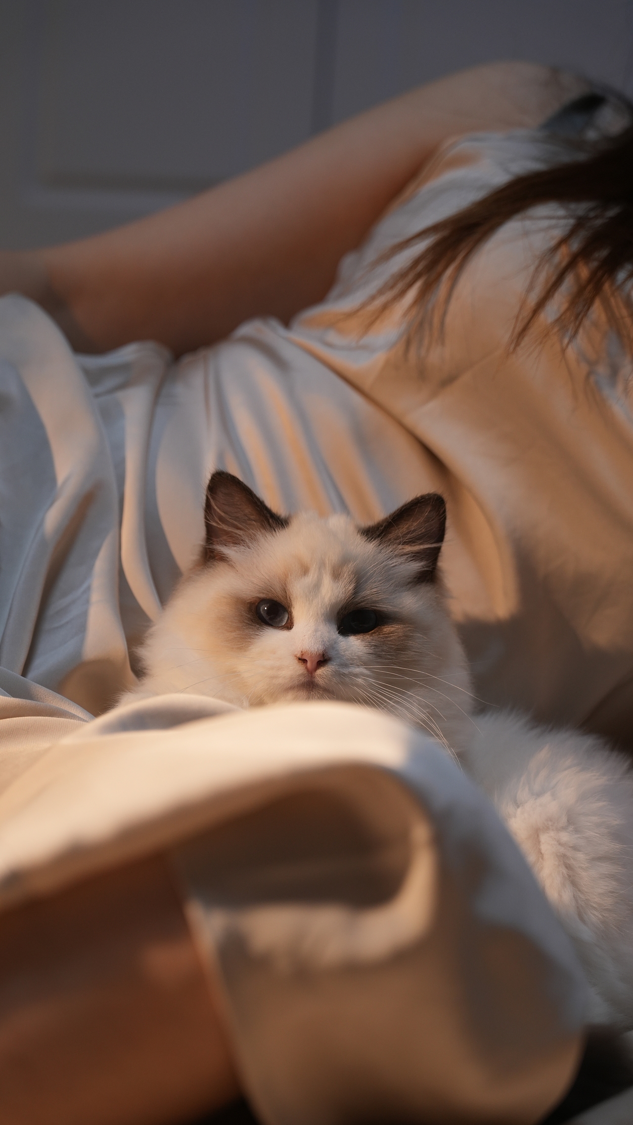 小貓萊萊（圖ZMzYwMjc3NTM2） - 寵物攝影 - 站酷設(shè)計(jì)師糊糊RpQ原創(chuàng)素材 - 站酷ZCOOL