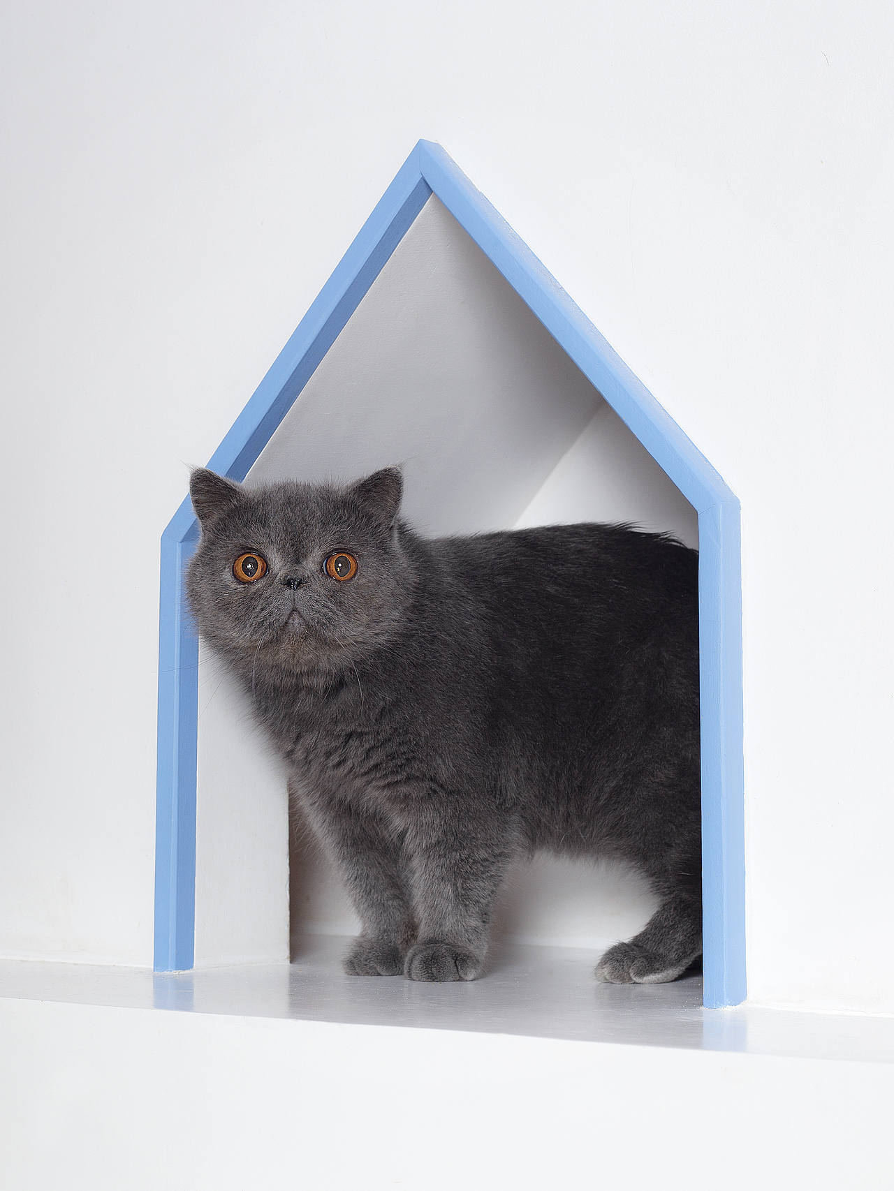 【宠物摄影】一些小猫咪