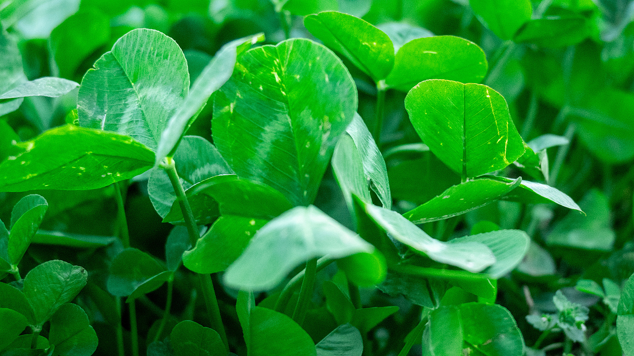 赏花怡情 春日绘梦