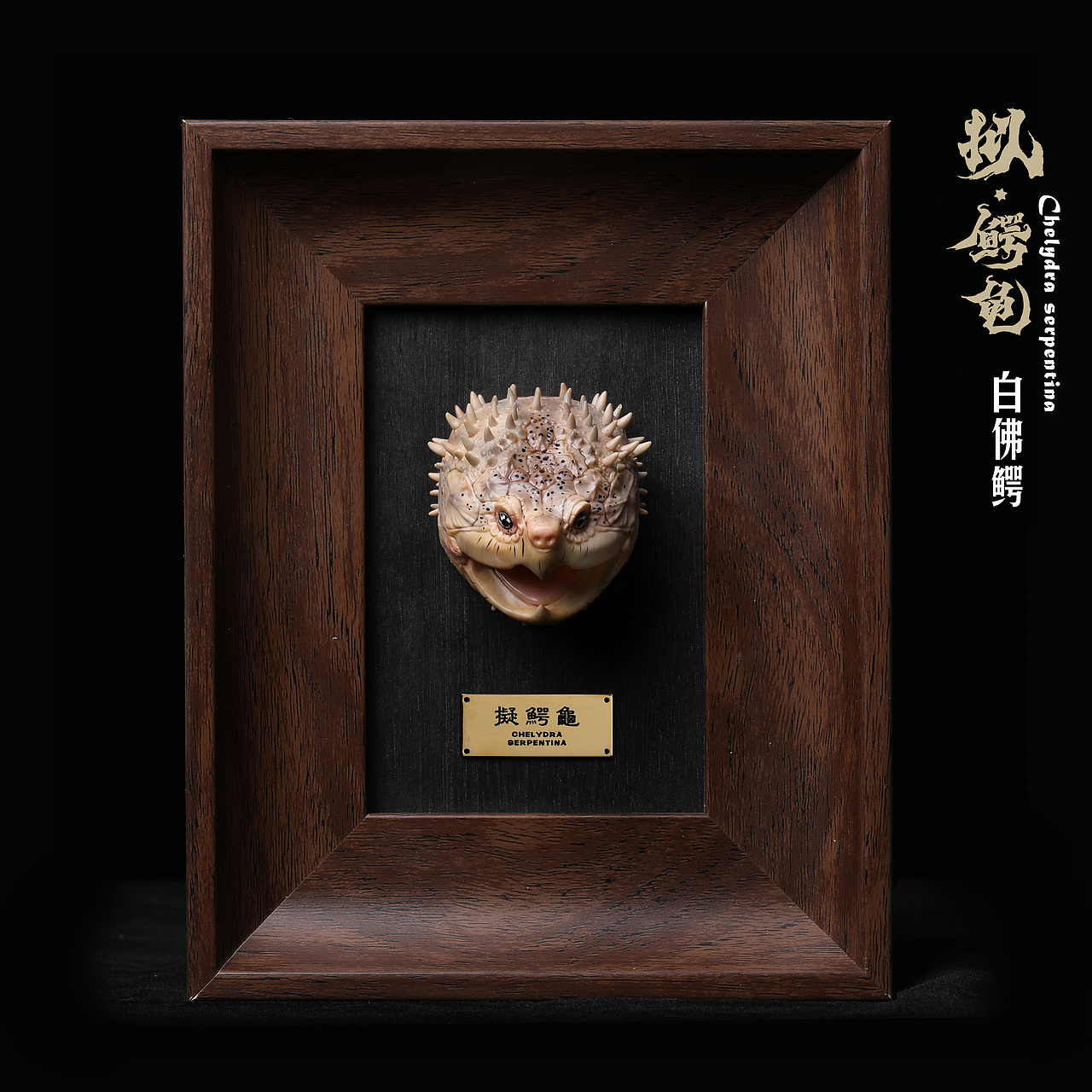 2023鳄龟系列--拟鳄龟