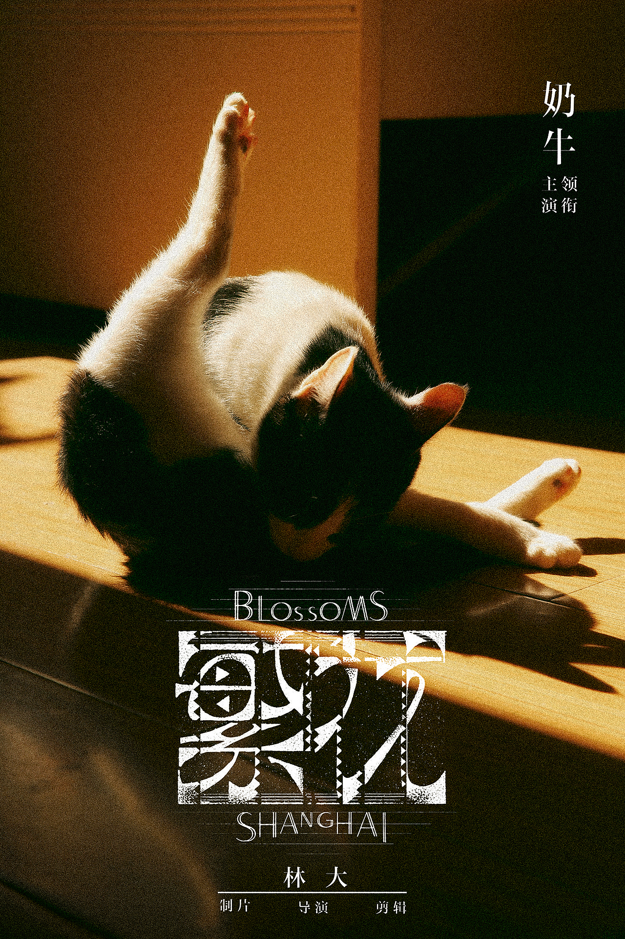 我的奶牛猫（图ZMzYxODk1NDgw） - 宠物摄影 - 站酷设计师叙语原创素材 - 站酷ZCOOL