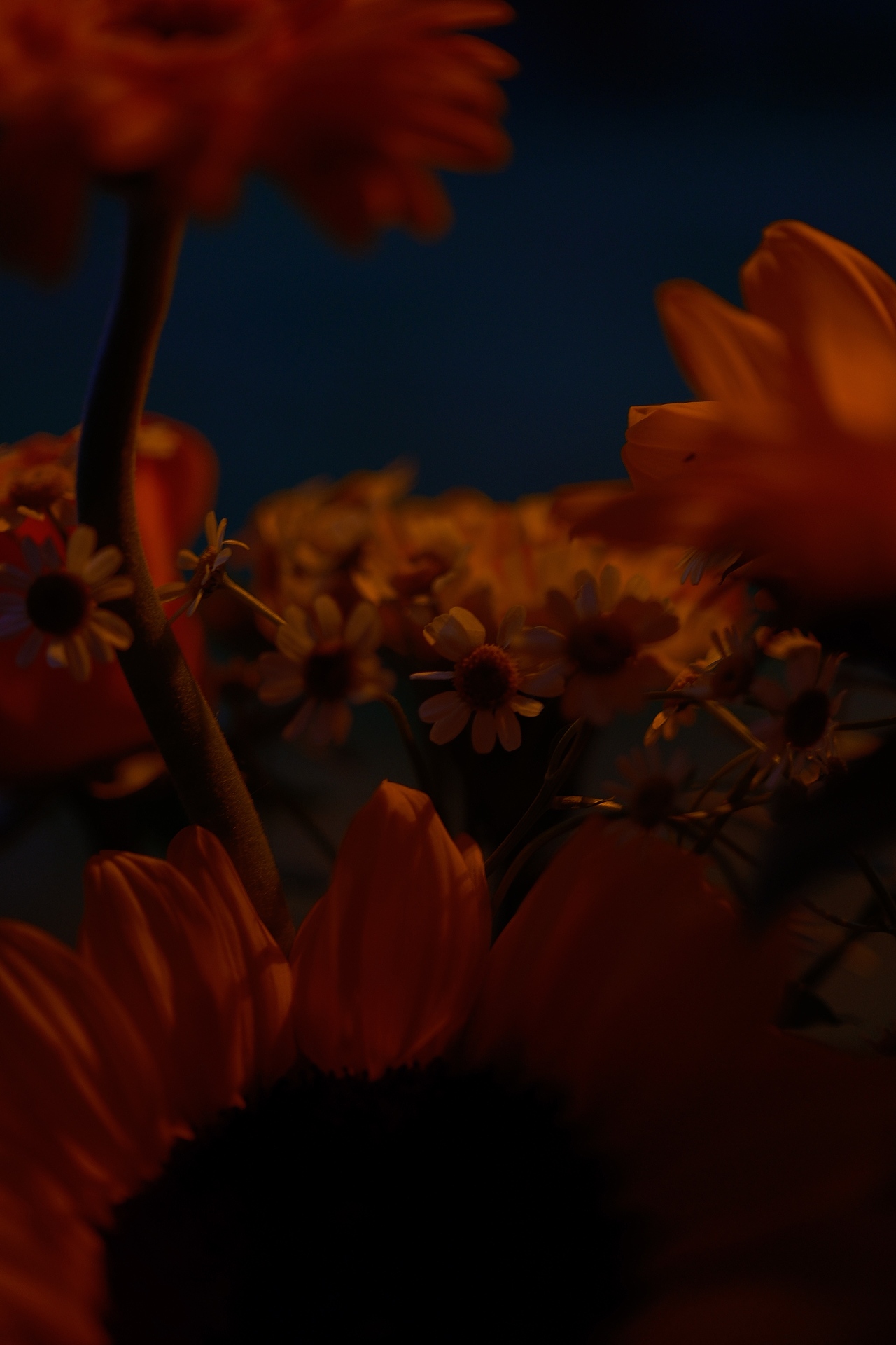 秋日露营,独自奔赴的浪漫