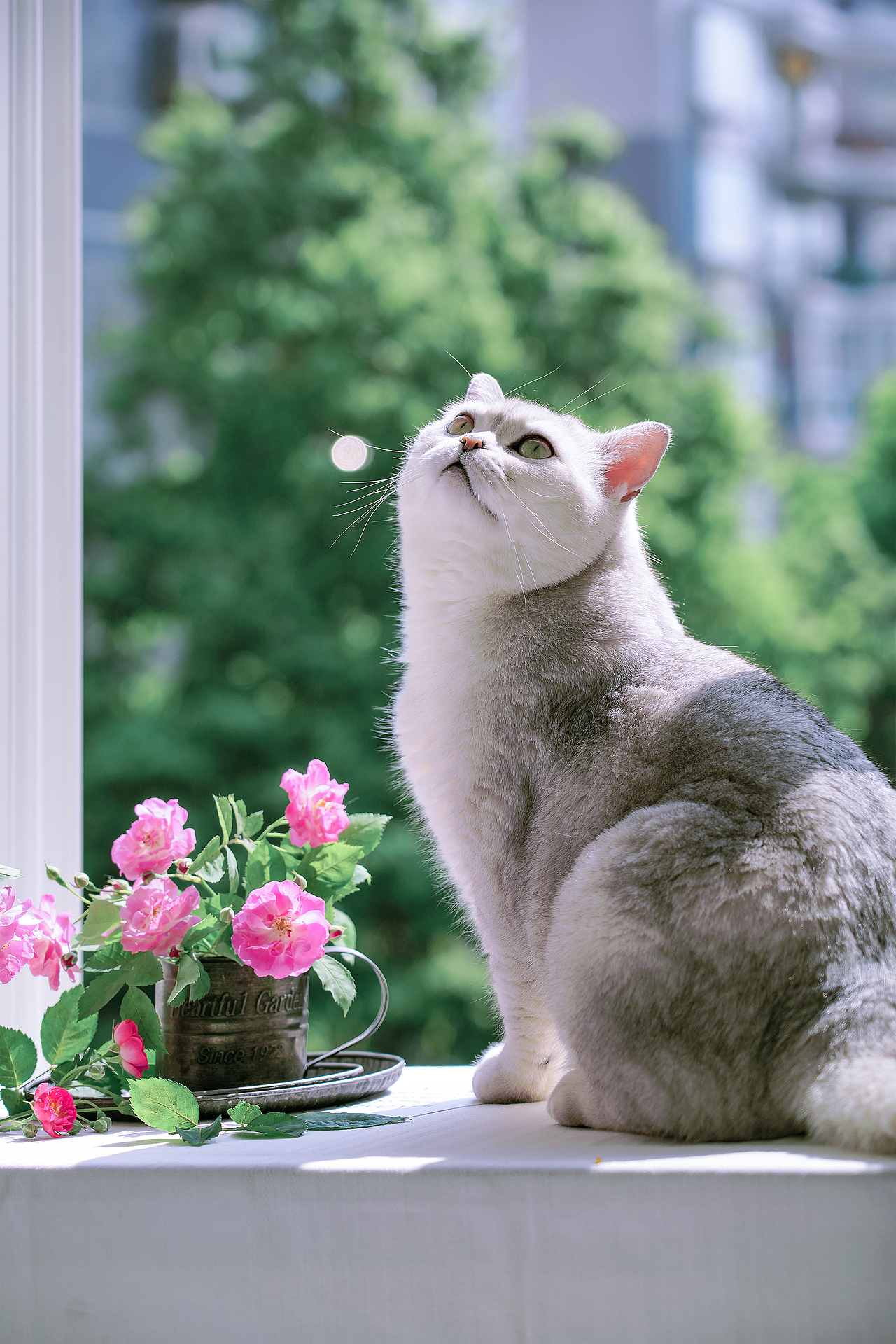 蔷薇花（图ZMzQyMzY5OTU2） - 其他摄影 - 站酷设计师小麦芽MY原创素材 - 站酷ZCOOL