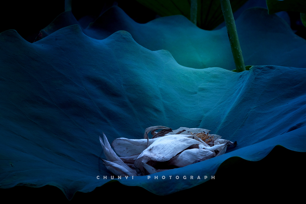 【2020年 / 第12年拍荷 / 荷有四季，常乐我净】（图ZMjk4MzUyNjky） - 时尚/艺术摄影 - 站酷设计师Chunyi纯一原创素材 - 站酷ZCOOL