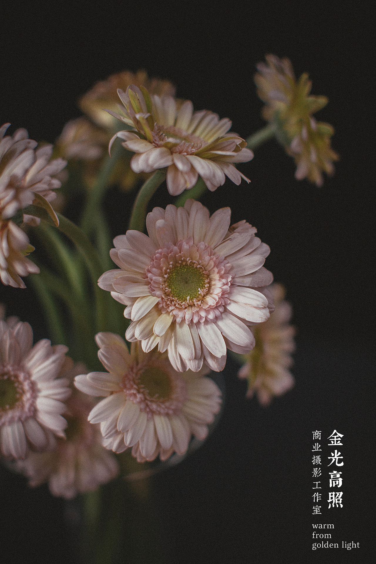 【手执烟火以谋生 心怀诗意以谋爱】近期工作和生活（图ZMjk4MjkxNjY0） - 产品摄影 - 站酷设计师金光高照商业摄影原创素材 - 站酷ZCOOL