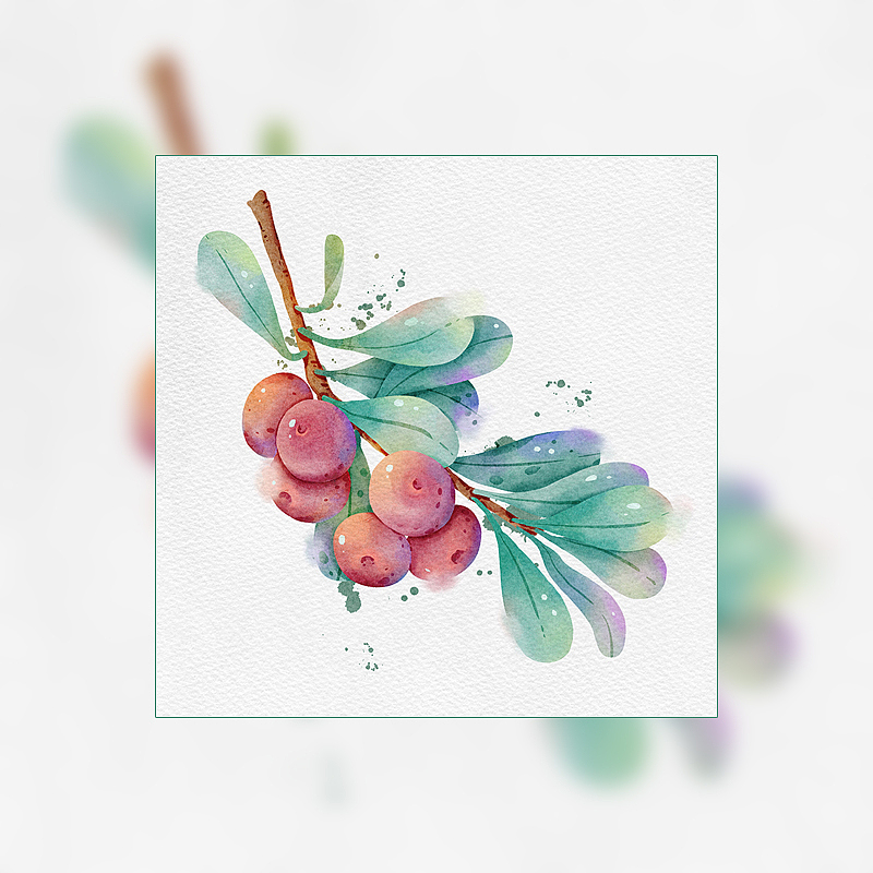 iPad水彩练习 procreate还是蛮香的