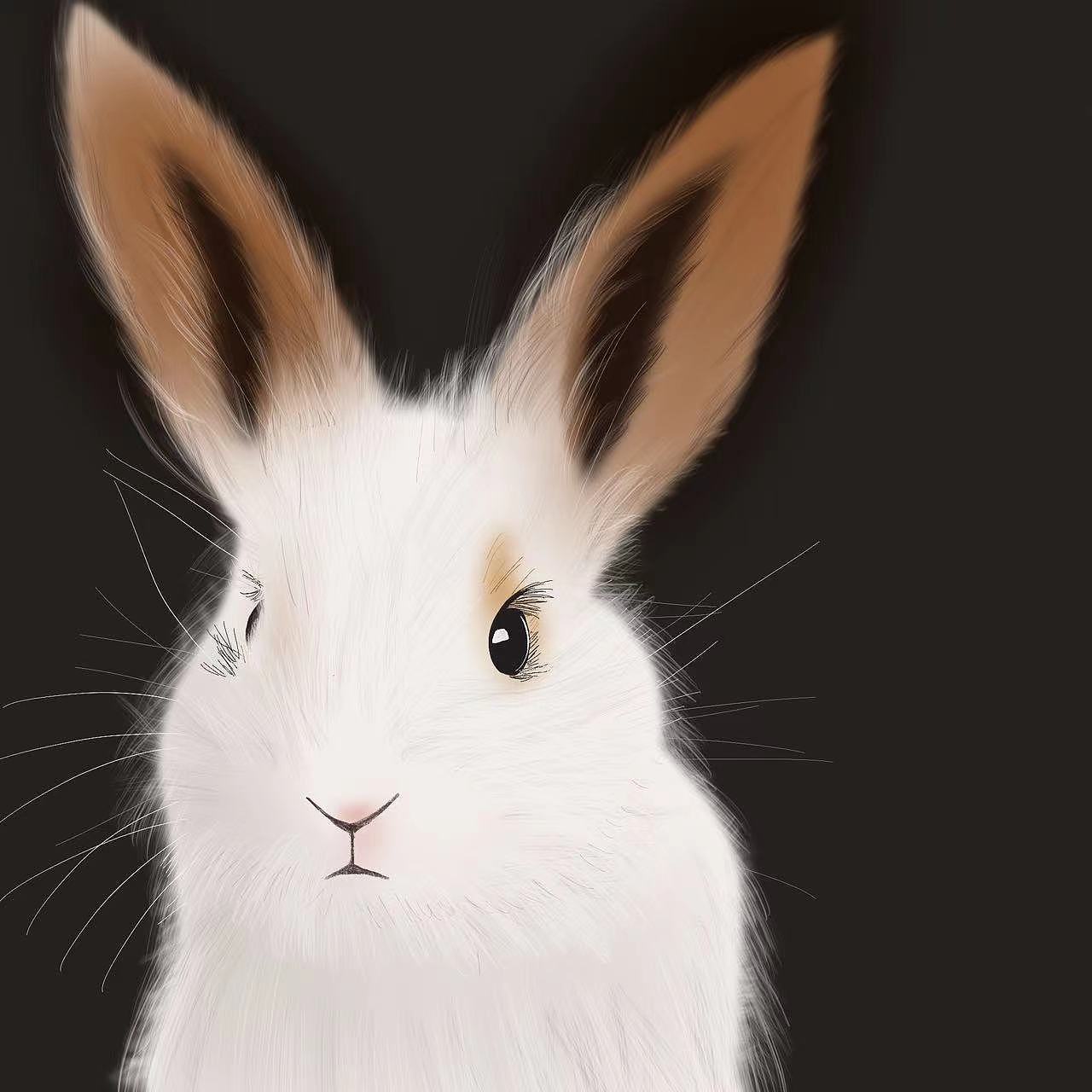 动物质感插画D6