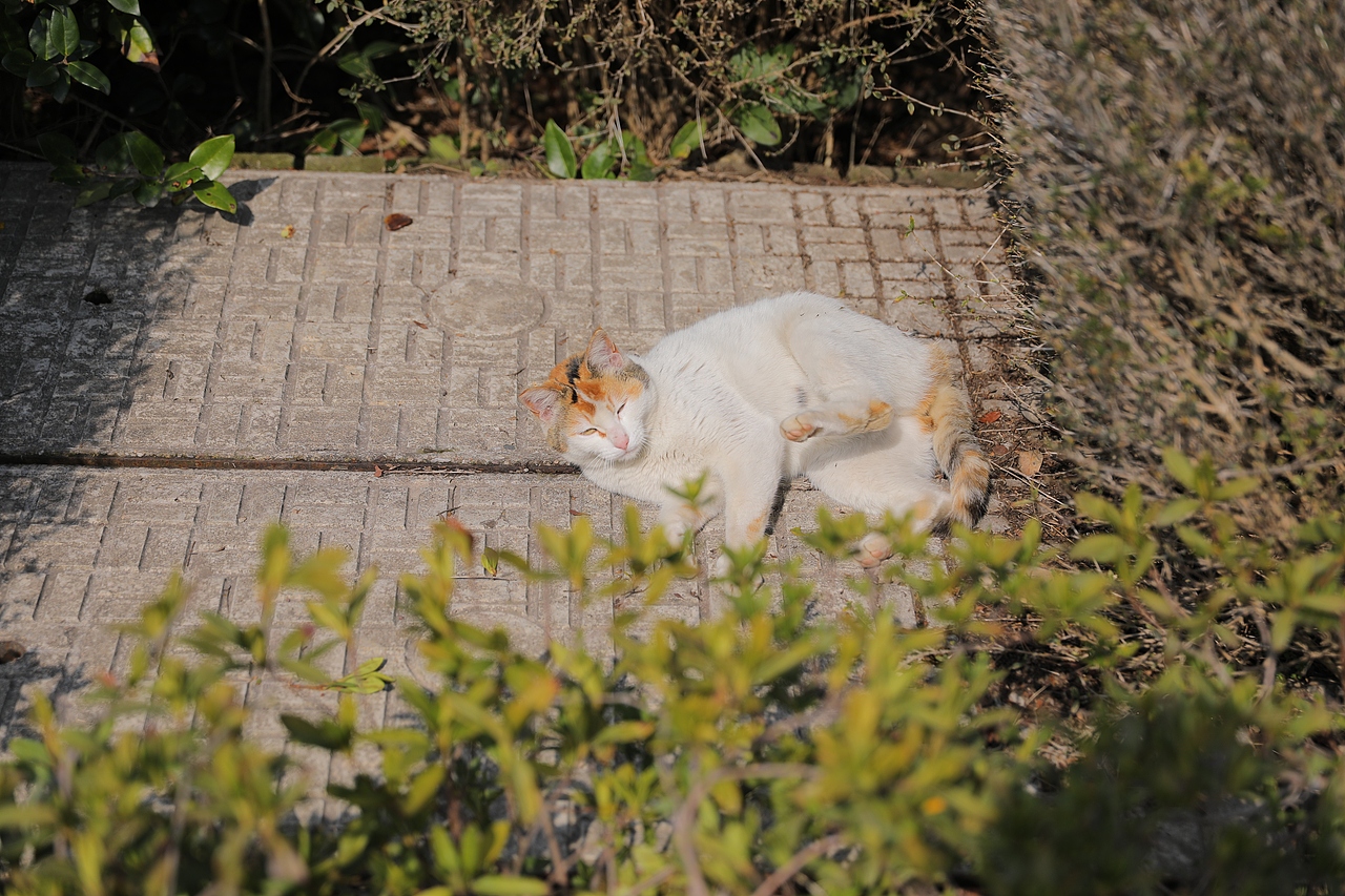 原创/摄影/宠物摄影（图ZMzY5NTY5MDI0） - 宠物摄影 - 站酷设计师zpping123原创素材 - 站酷ZCOOL